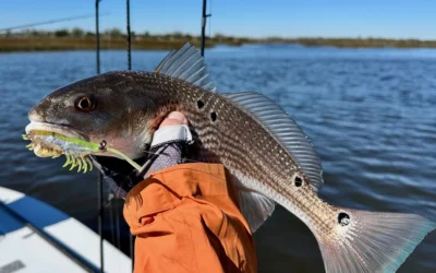 Marsh Tails Edition #11 – March 2026